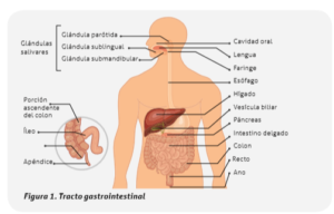 Proteínas: digestión/absorción y funciones
